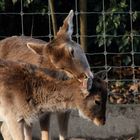 Zertlichkeiten beim Waschen 