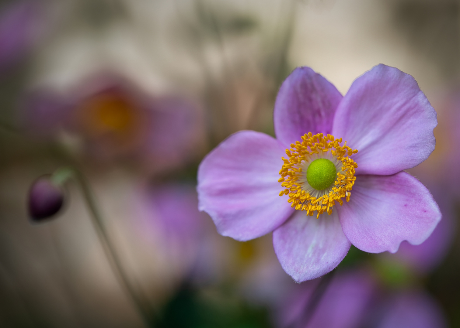 Zerwonke mag Blümchen