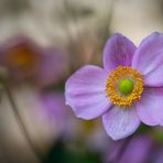 Zerwonke mag Blümchen