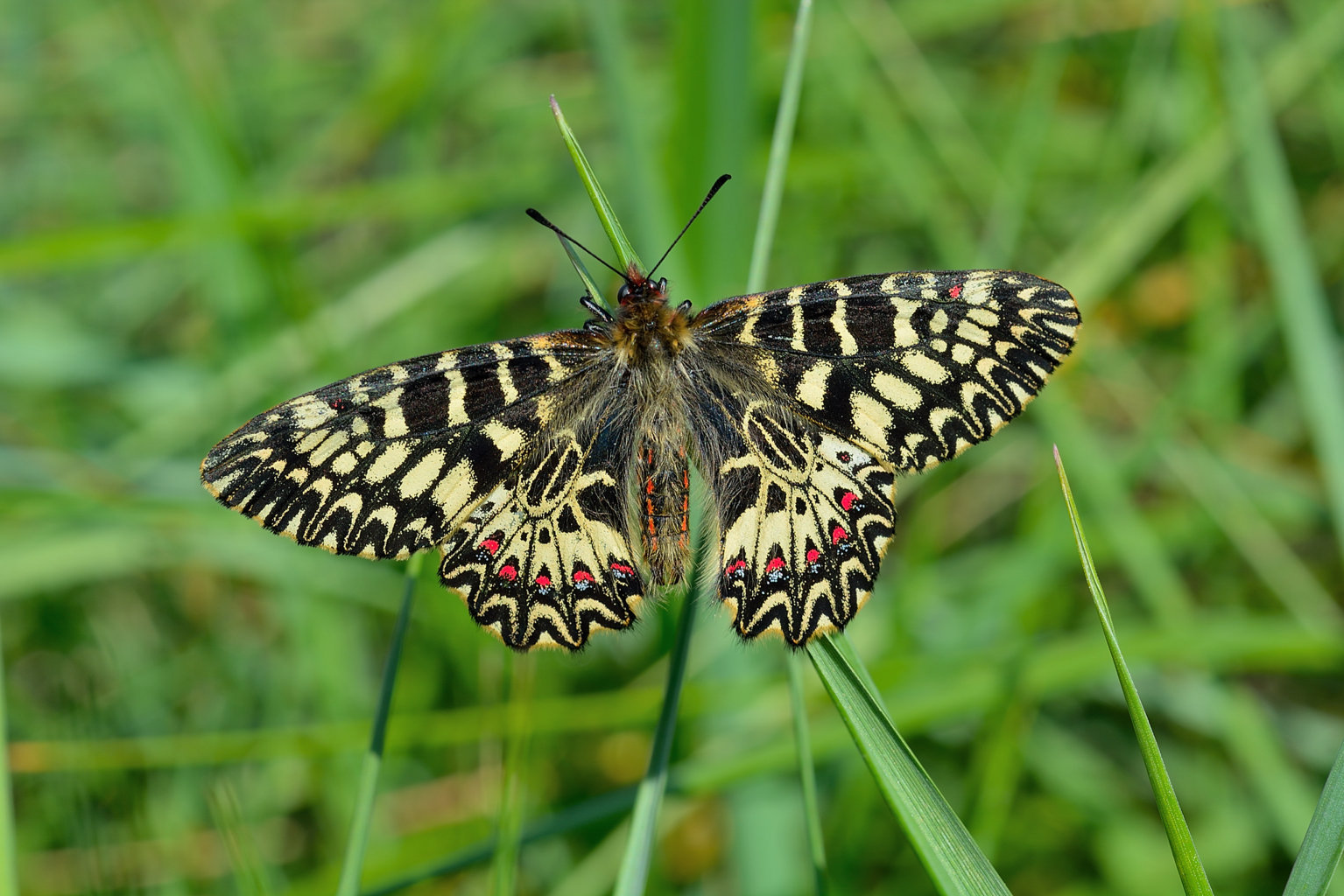 Zerynthia cassandra