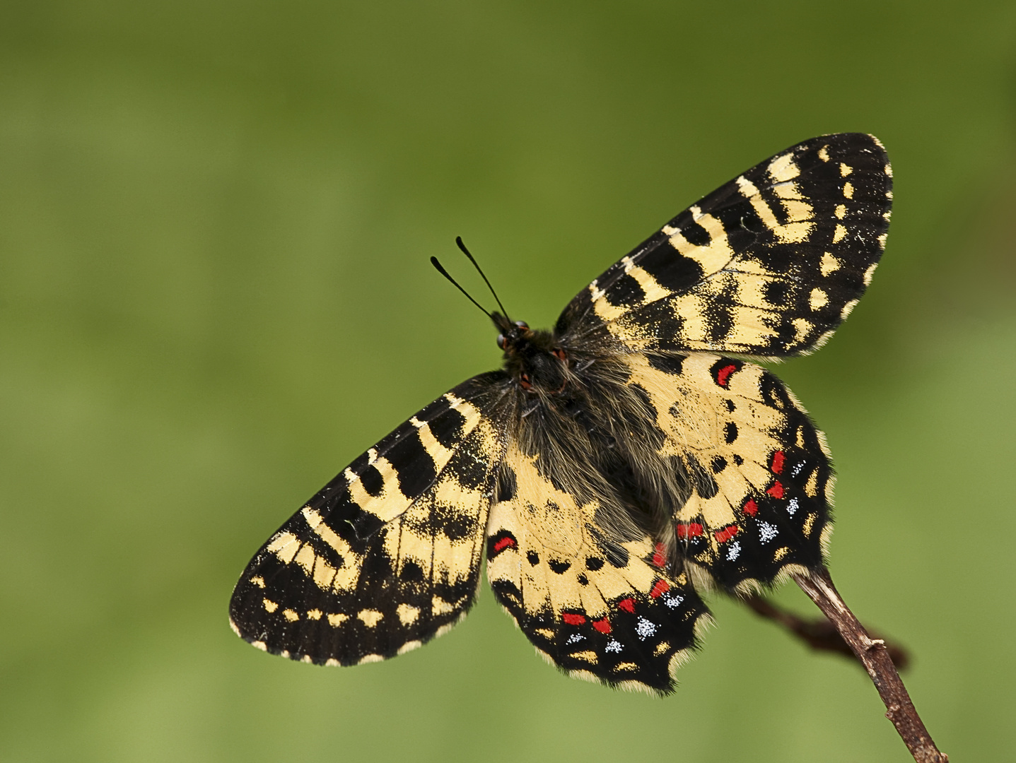 Zerynthia caucasica