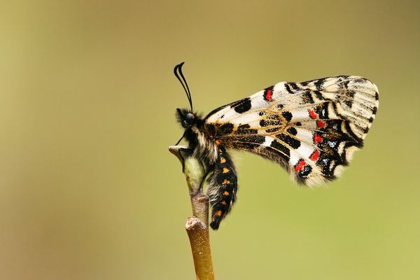 Zerynthia caucasica » Caucasian Festoon