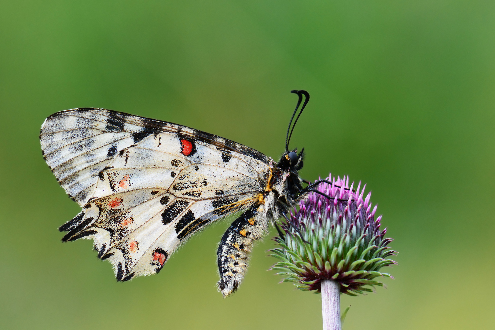 Zerynthia cerisyi » Eastern Festoon