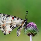 Zerynthia cerisyi » Eastern Festoon