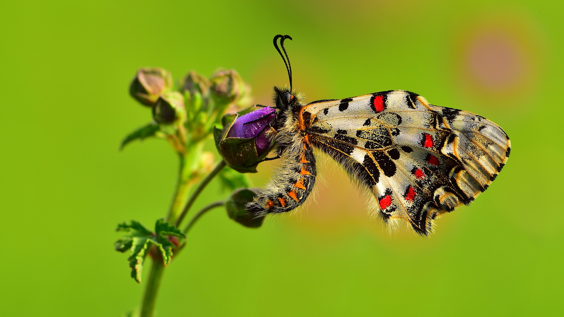 Zerynthia cerisyi