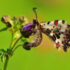 Zerynthia cerisyi