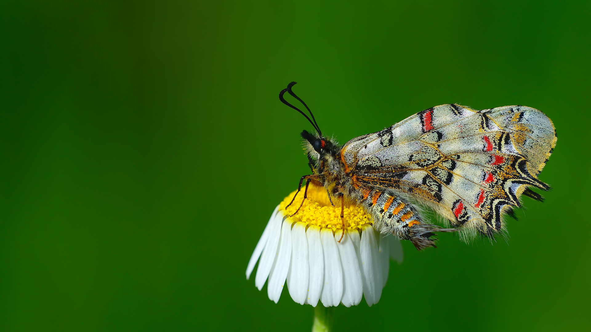 Zerynthia deyrollei