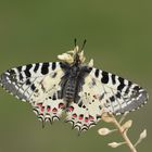 Zerynthia deyrollei , Eastern Steppe Festoon 2