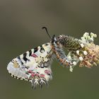 Zerynthia deyrollei , Eastern Steppe Festoon