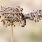 Zerynthia deyrollei - Osterluzeifalter