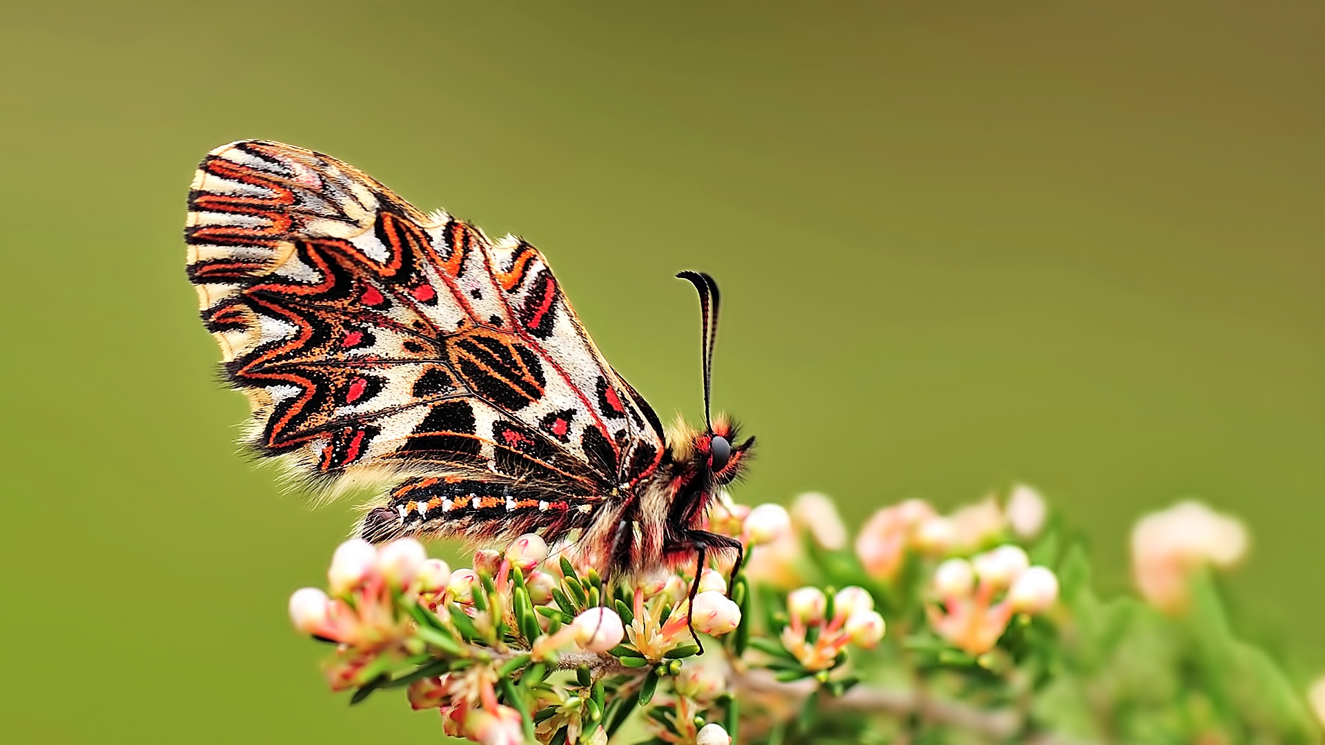 Zerynthia polyxena