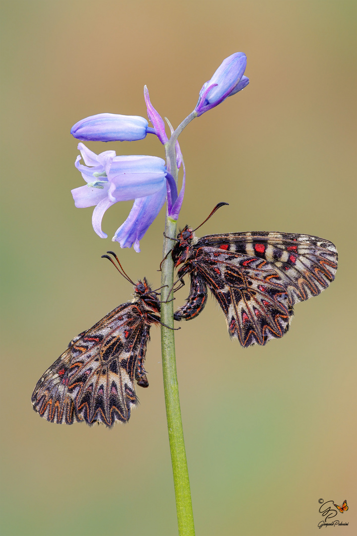 Zerynthia polyxena