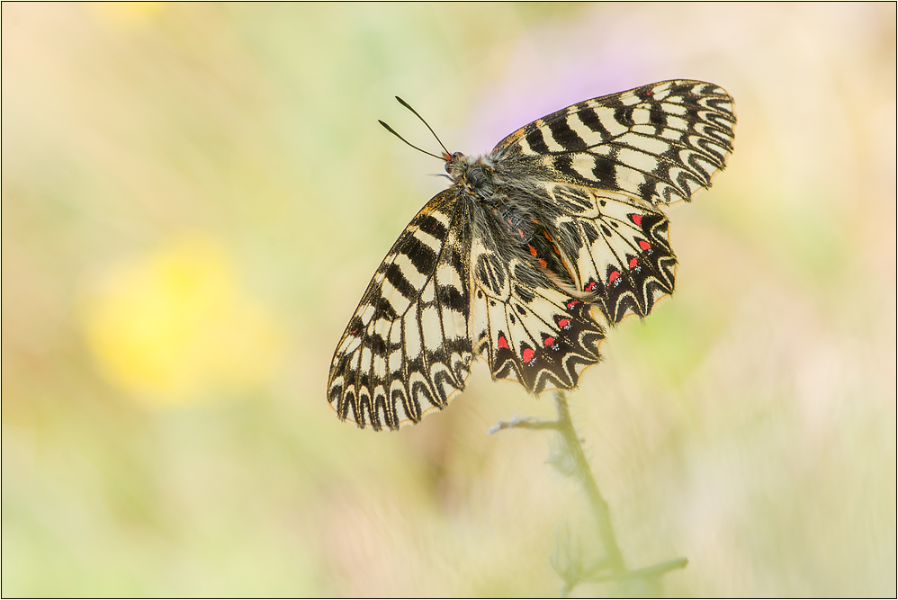 Zerynthia polyxena (2) Foto & Bild tiere, wildlife