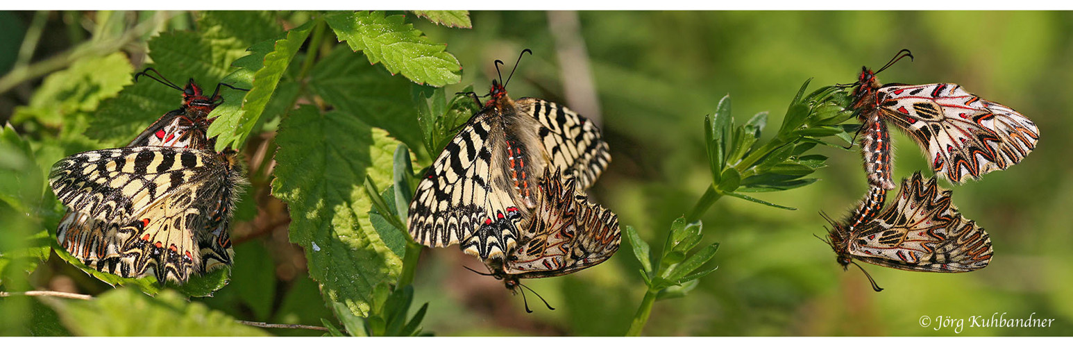 Zerynthia polyxena Foto & Bild tiere, wildlife, schmetterlinge Bilder
