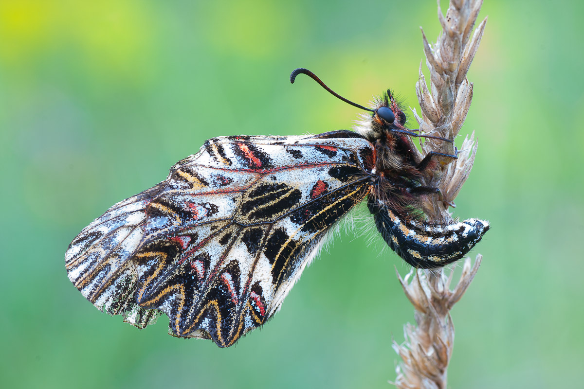 Zerynthia polyxena