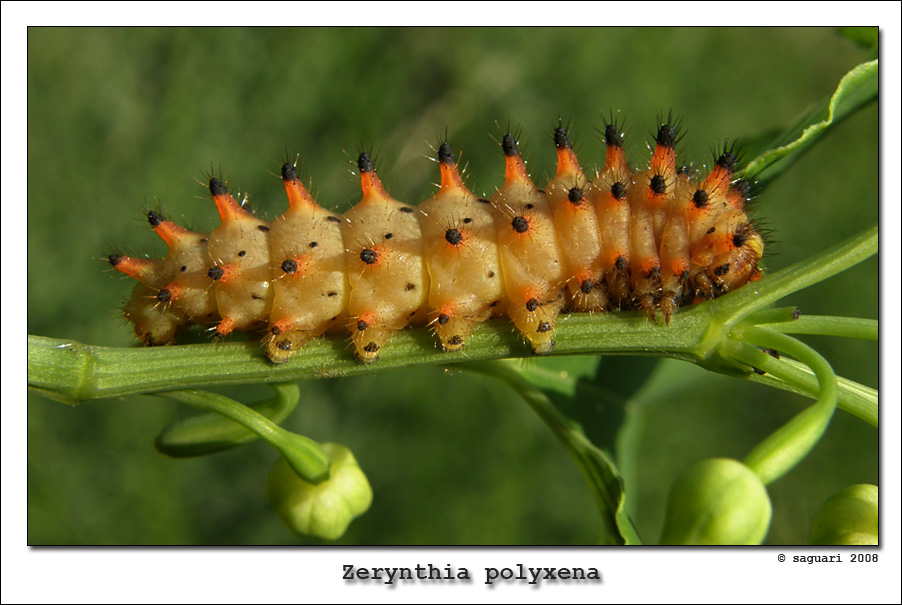 Zerynthia polyxena