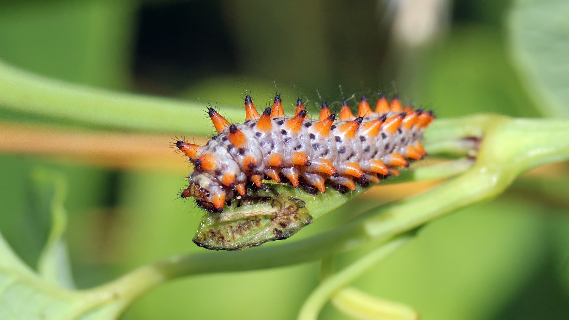 Zerynthia polyxena