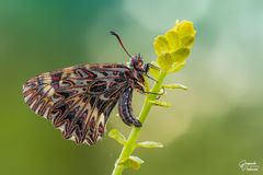 Zerynthia polyxena