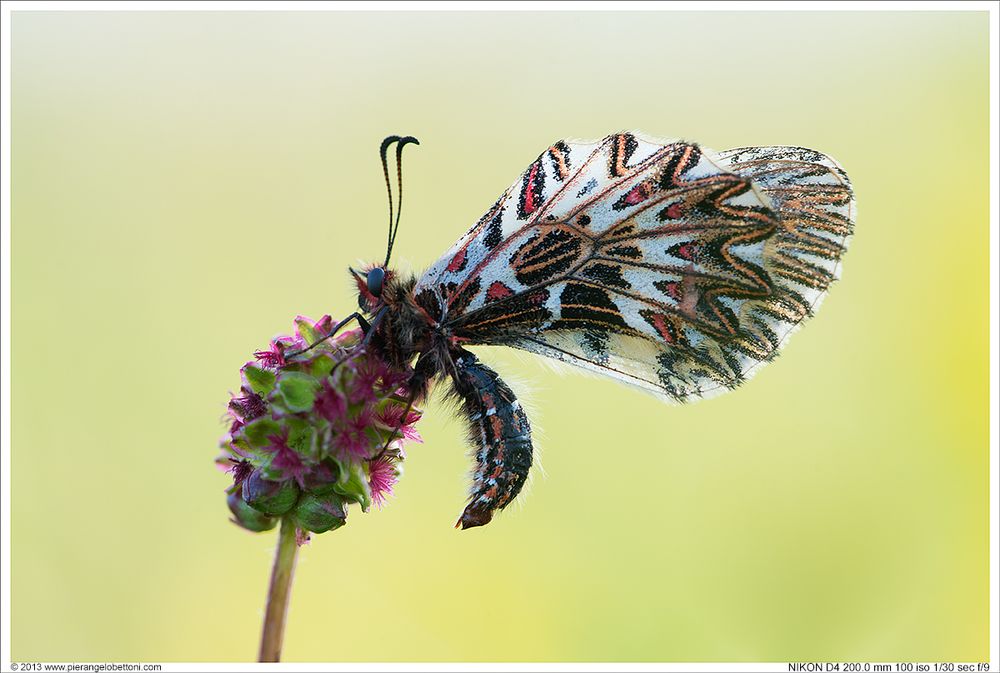 Zerynthia polyxena