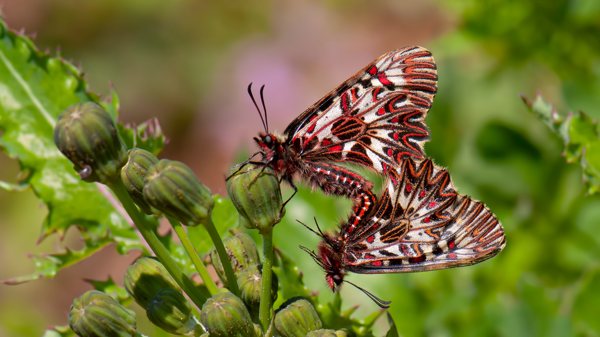 Zerynthia polyxena