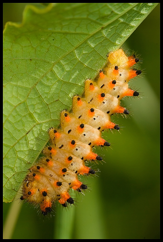 Zerynthia polyxena - caterpillar