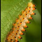 Zerynthia polyxena - caterpillar