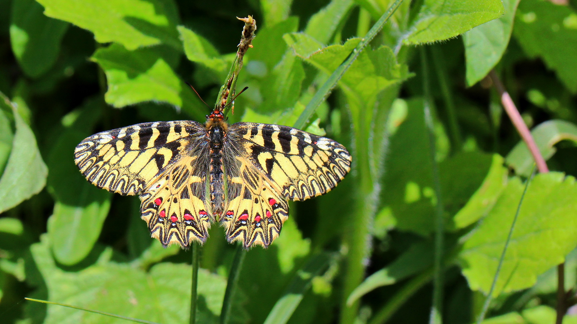 Zerynthia polyxena