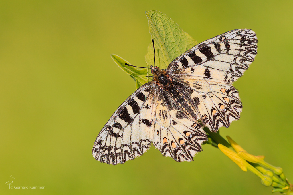 Zerynthia polyxena