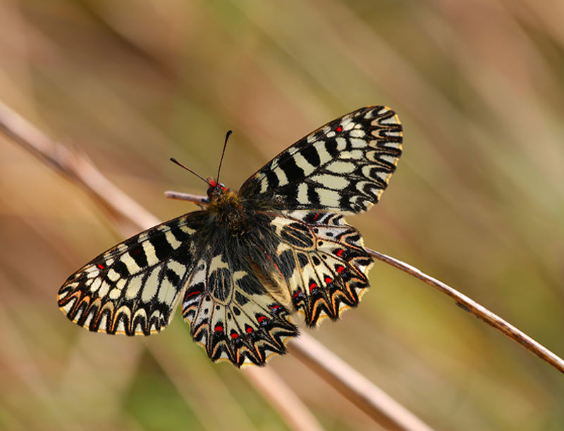 Zerynthia polyxena (Papilionidae)