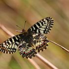 Zerynthia polyxena (Papilionidae)