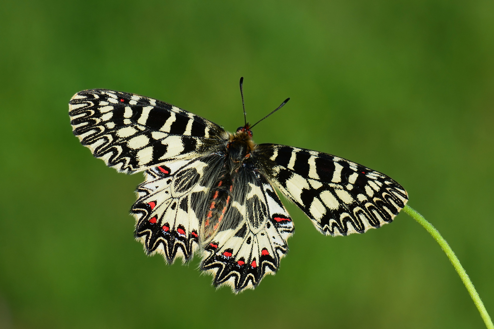 Zerynthia polyxena » Southern Festoon