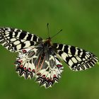 Zerynthia polyxena » Southern Festoon