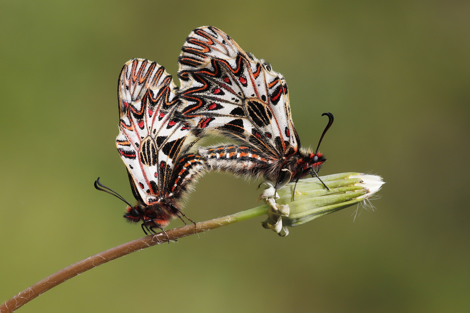 Zerynthia polyxena » Southern Festoon