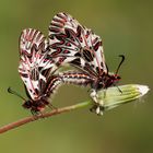 Zerynthia polyxena » Southern Festoon