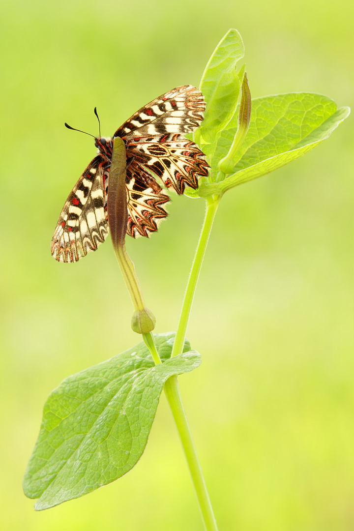 Zerynthia rumina