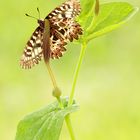 Zerynthia rumina