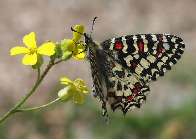 Zerynthia rumina