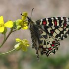 Zerynthia rumina