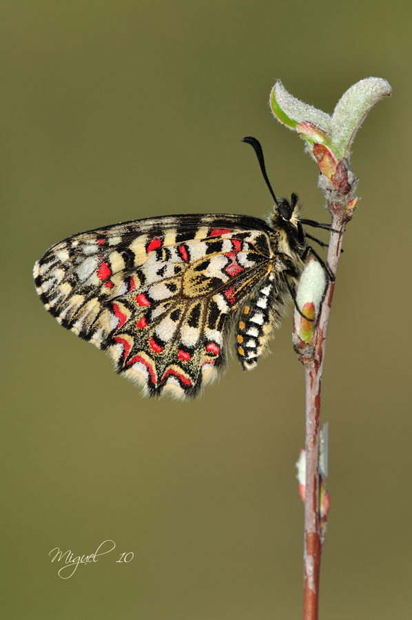 Zerynthia rumina