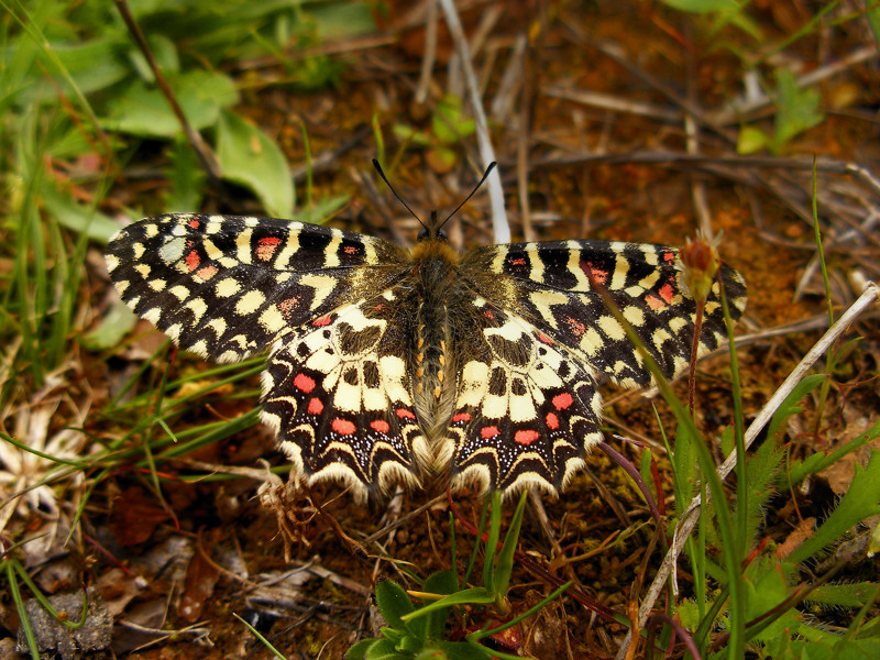 zerynthia rumina