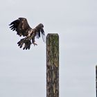 zerzaust, aber flugtauglich