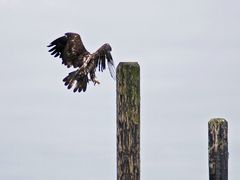 zerzaust, aber flugtauglich