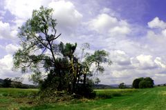 Zerzauster Baum