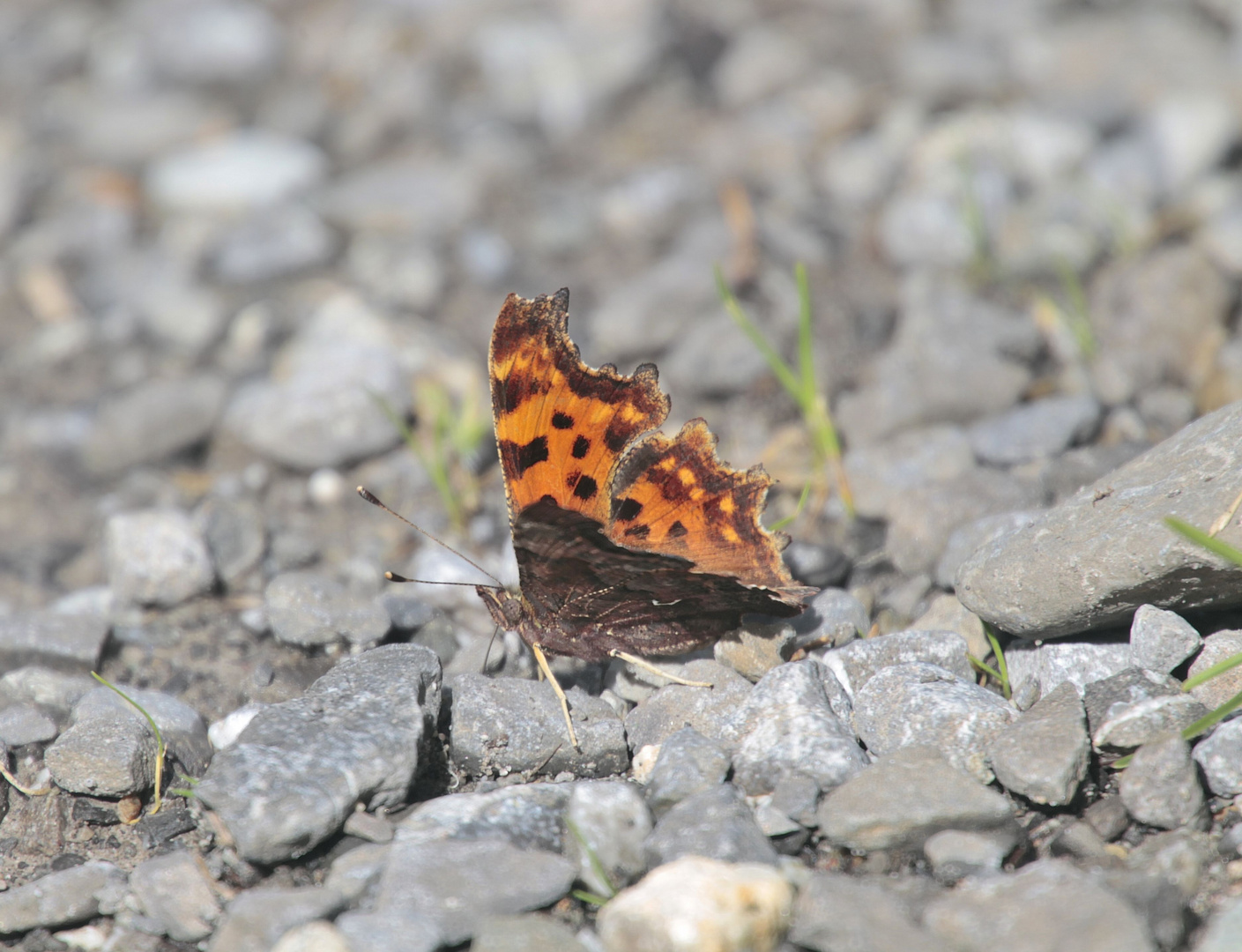 Zerzauster Schmetterling