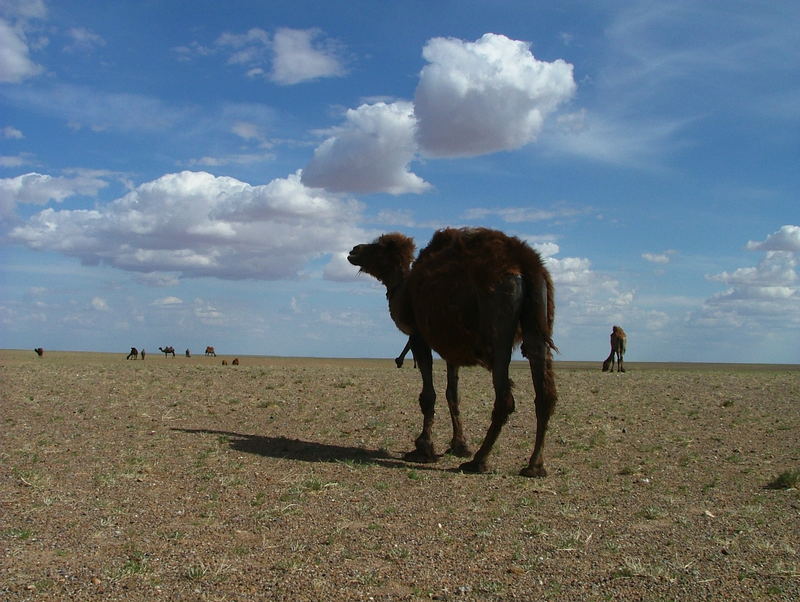 Zerzaustes Kamel in der Gobi /Mongolei