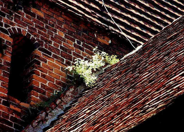 Zerzaustes Mauerblümchen