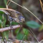 Zerzupfte Blaumeise, wie frisch geschlüpft