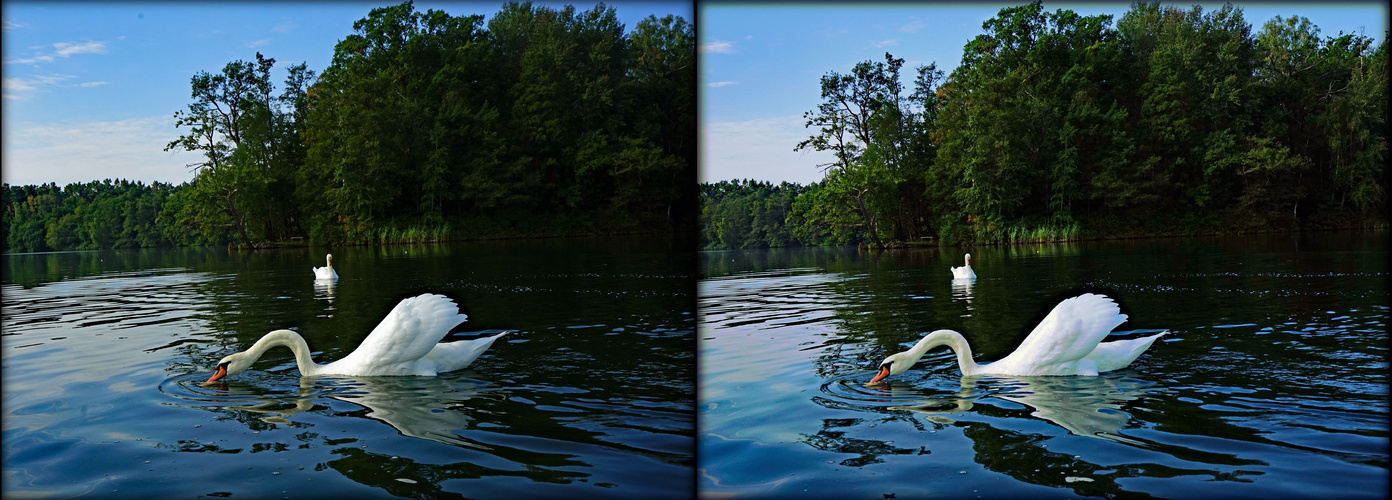  Zesch am See und hungrige Schwäne (3D-X-View)