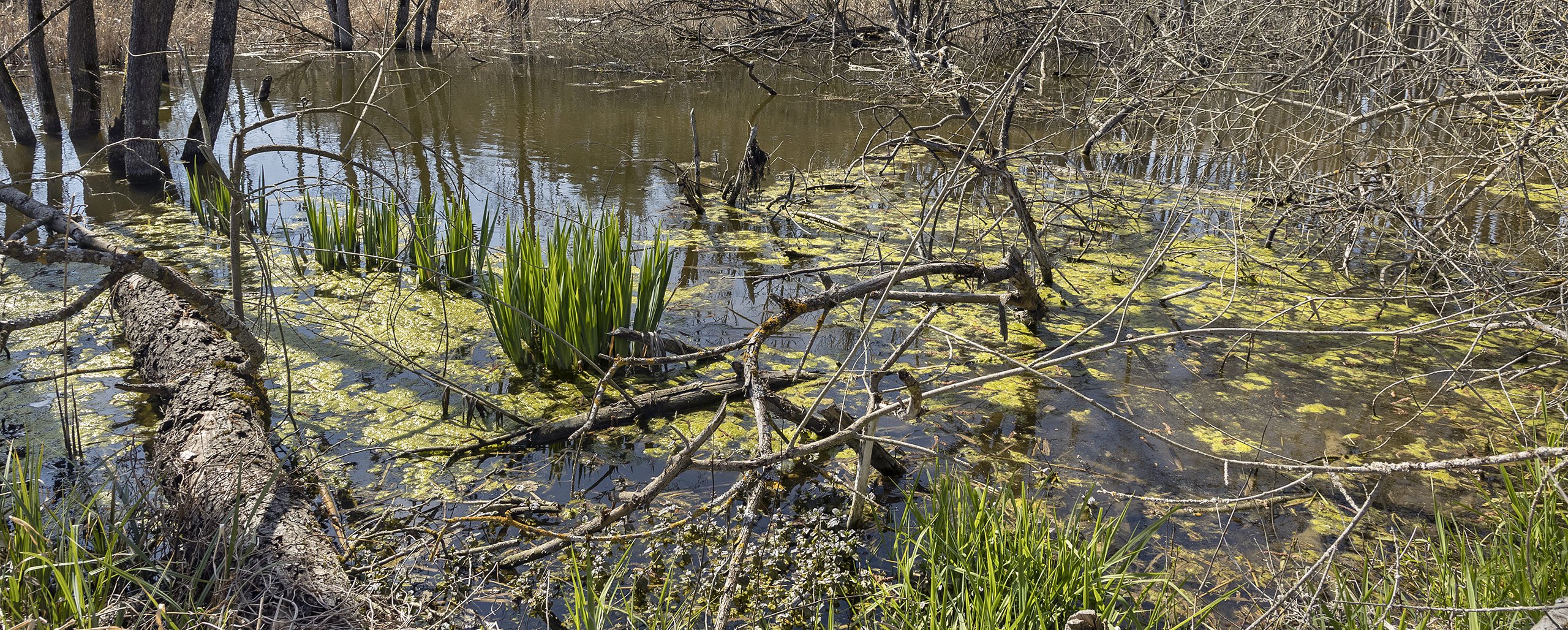 ZEUBELRIEDER MOOR  