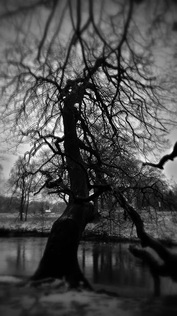 Zeuge am Wegesrand - Baum am Ufer im Barneführer Holz/Schreensmoor, Oldenburger Land im Winter 2014/